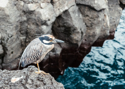 Galapagos Eilanden