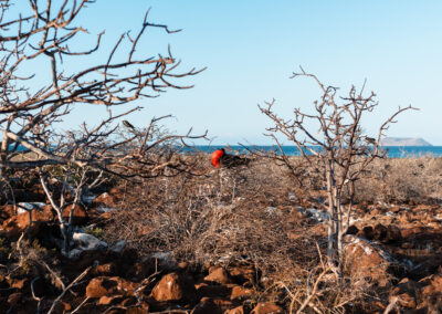 Galapagos Eilanden