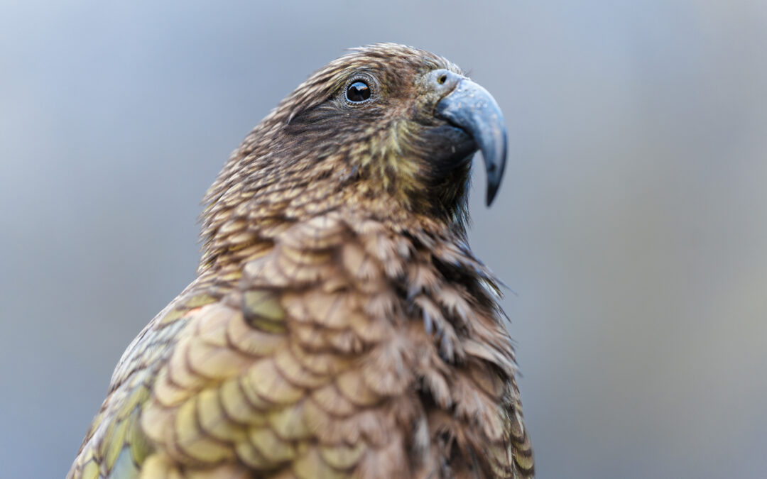 Kea