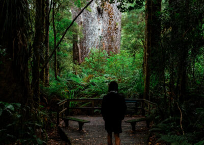 Waitpoua forest